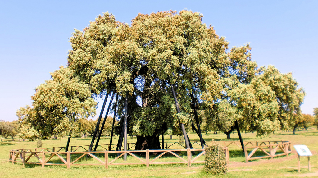 Conmemoración de la «Encina Terrona» como Árbol Singular de Extremadura